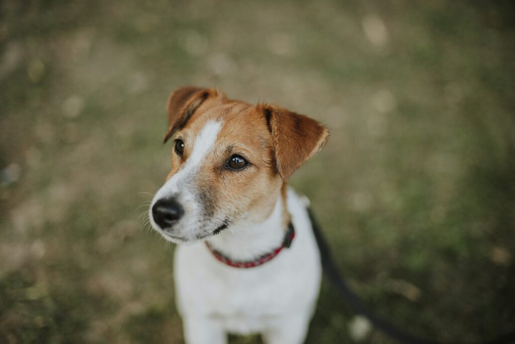 Jack russell teriér - portrét bielo-hnedého psa