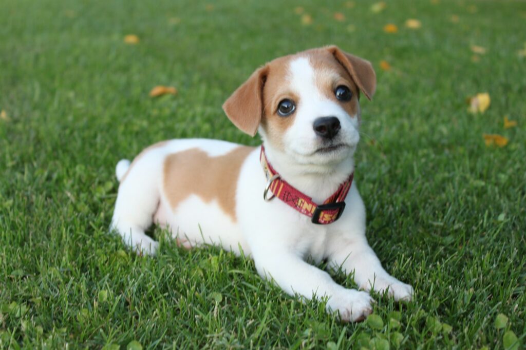 Šteniatko jack russell teriéra leží v tráve
