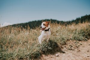 Jack russell teriér v prírode