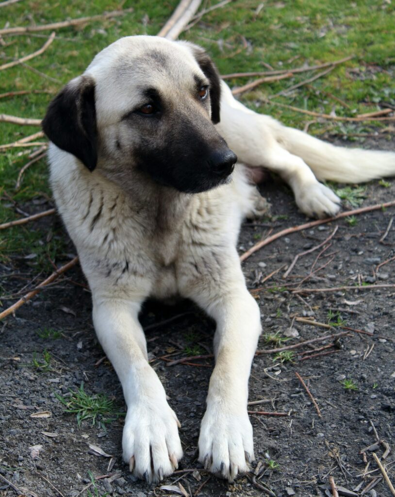 Kangal leží na záhrade