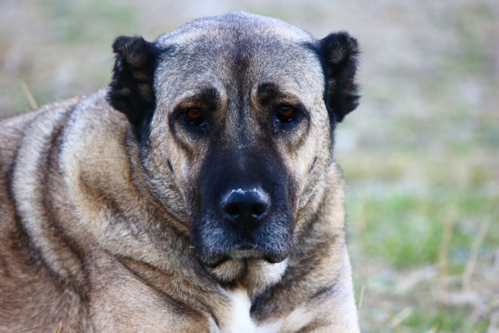 Kangal - portrét hlavy s čiernou maskou