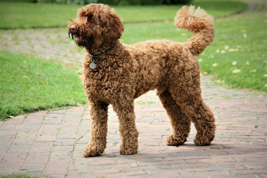 Labradoodle stojí na chodníku v parku