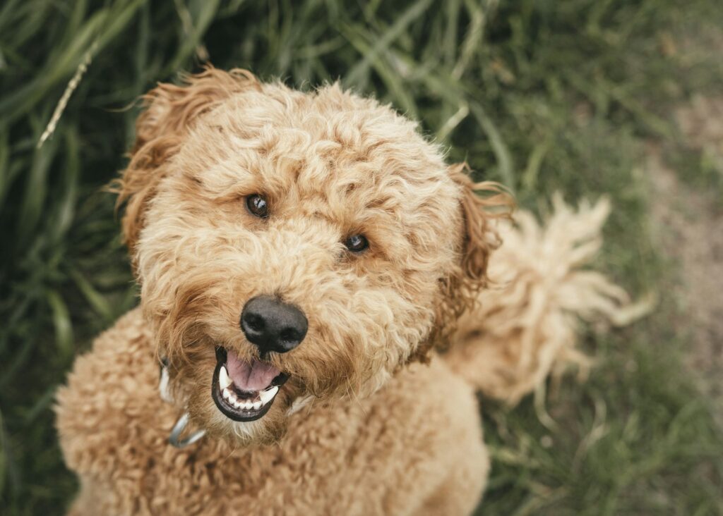 Labradoodle - portrét v tráve