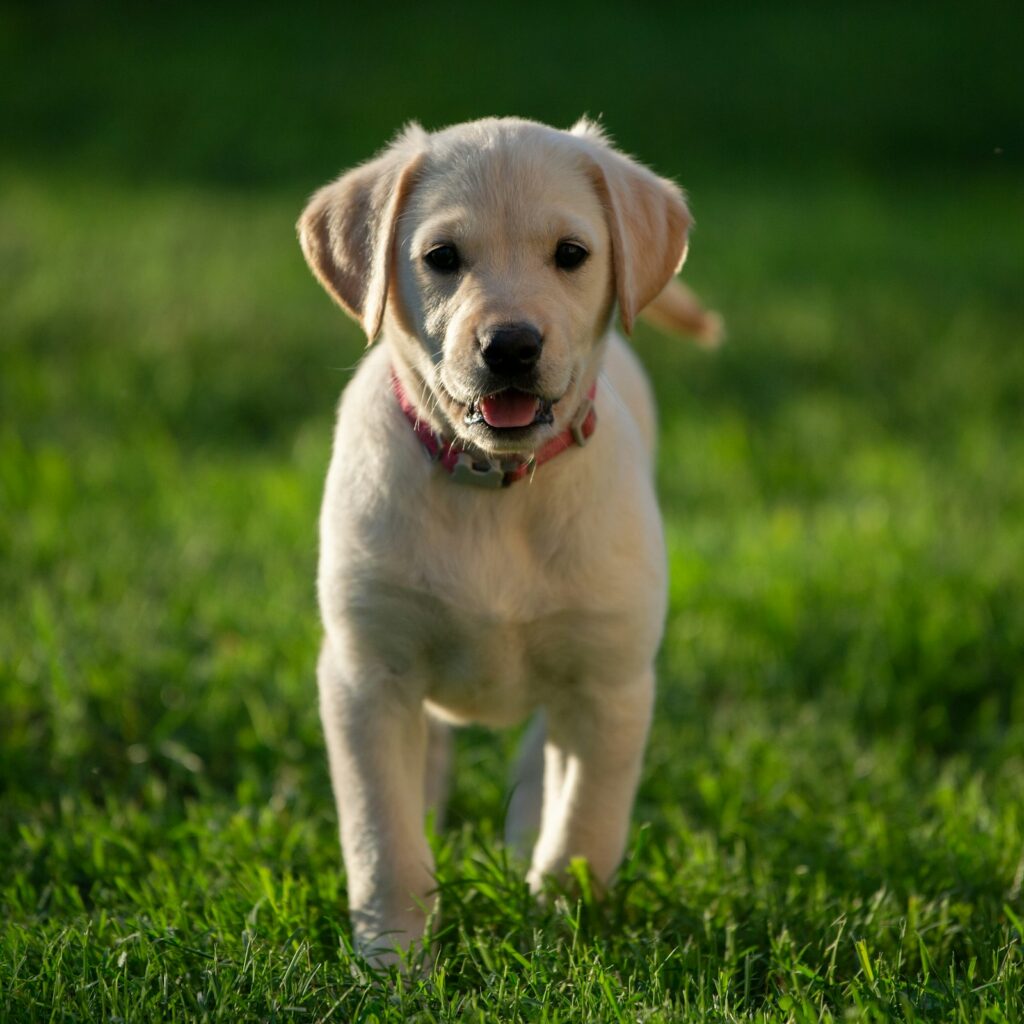 Šteniatko labradorského retrívera