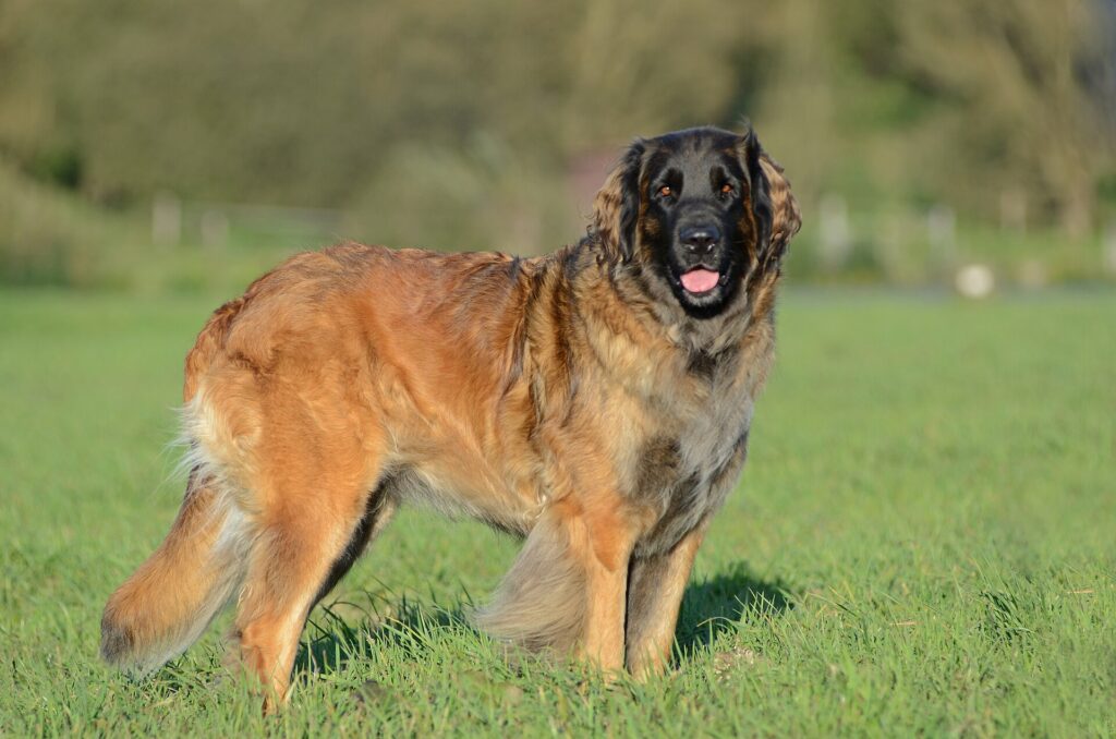 Leonberger stojí na tráve