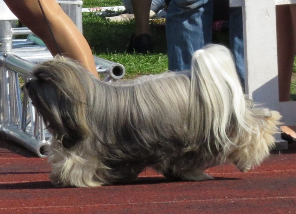 Lhasa apso s dlhou srsťou na výstave