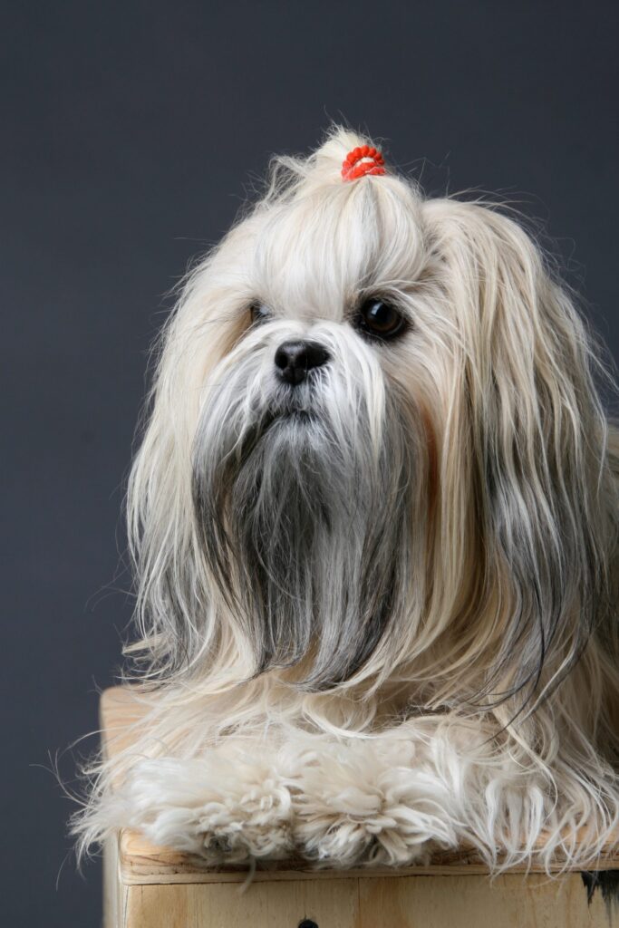 Lhasa apso - portrét