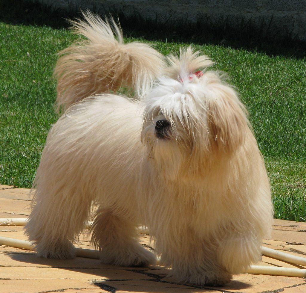 Mladá fena lhasa apso v záhrade
