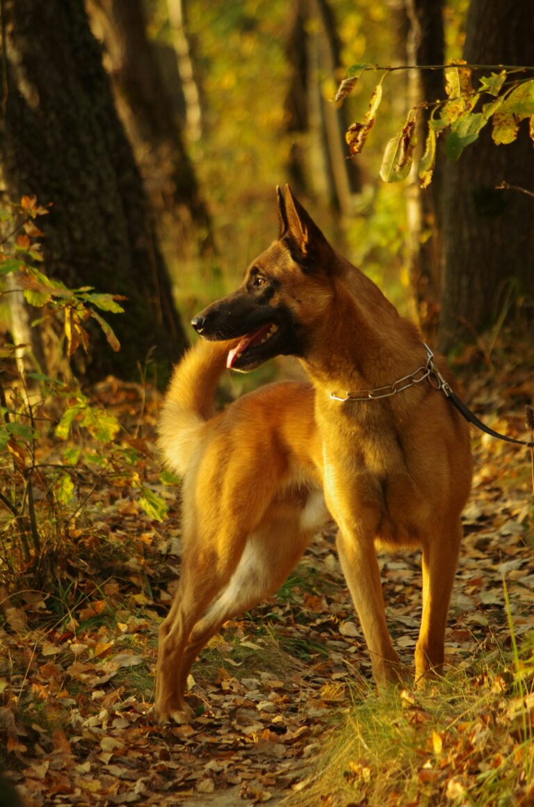 Belgický ovčiak malinois