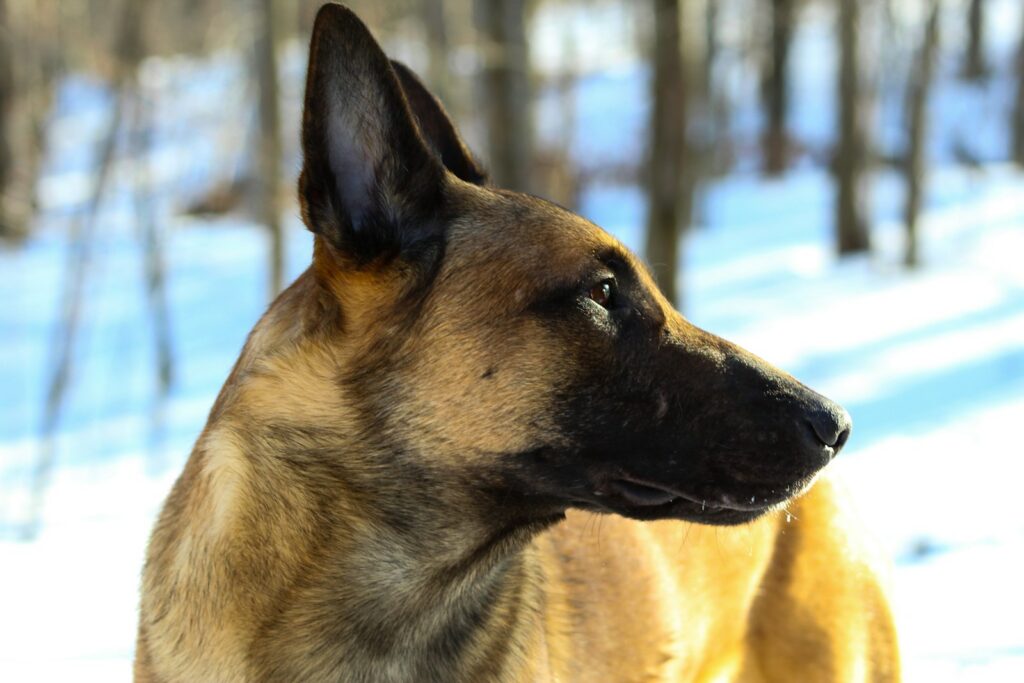 Malinois - hlava z profilu s typickou čiernou maskou