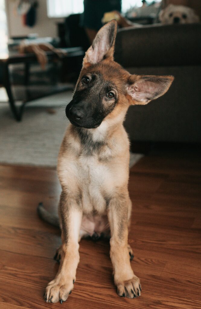 Šteniatko belgického ovčiaka malinois