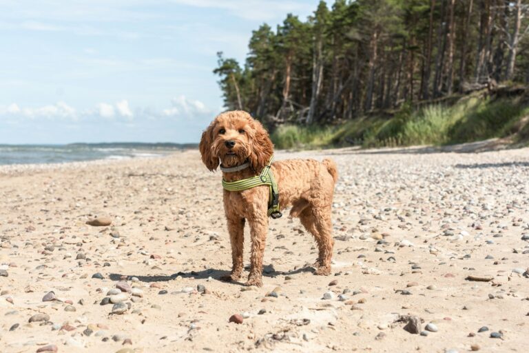 Maltipoo (maltipu)