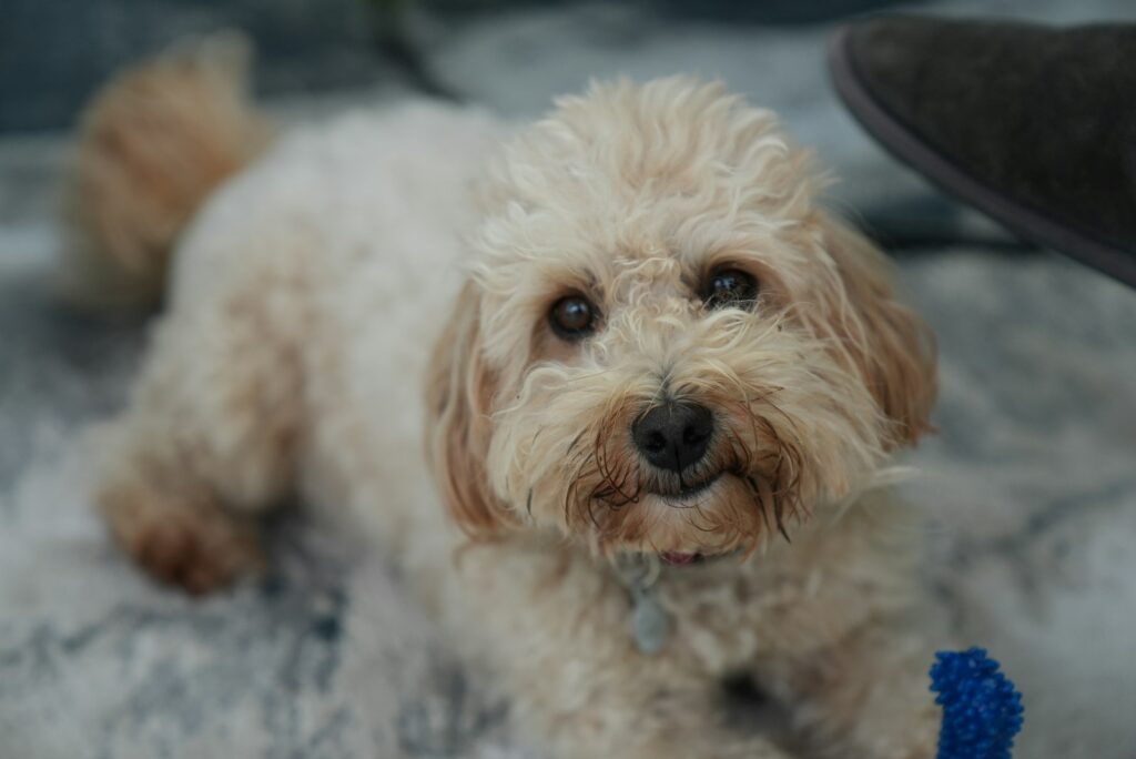 Maltipoo leží na deke