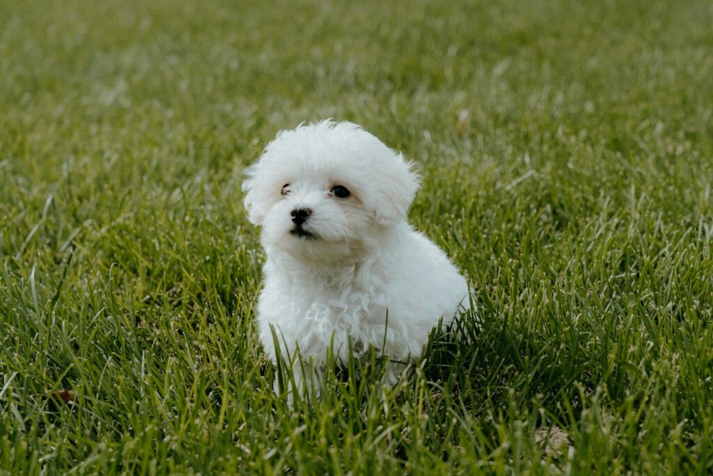 Šteniatko maltipoo v tráve