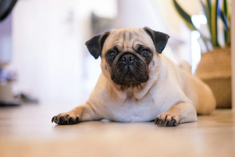 Mops