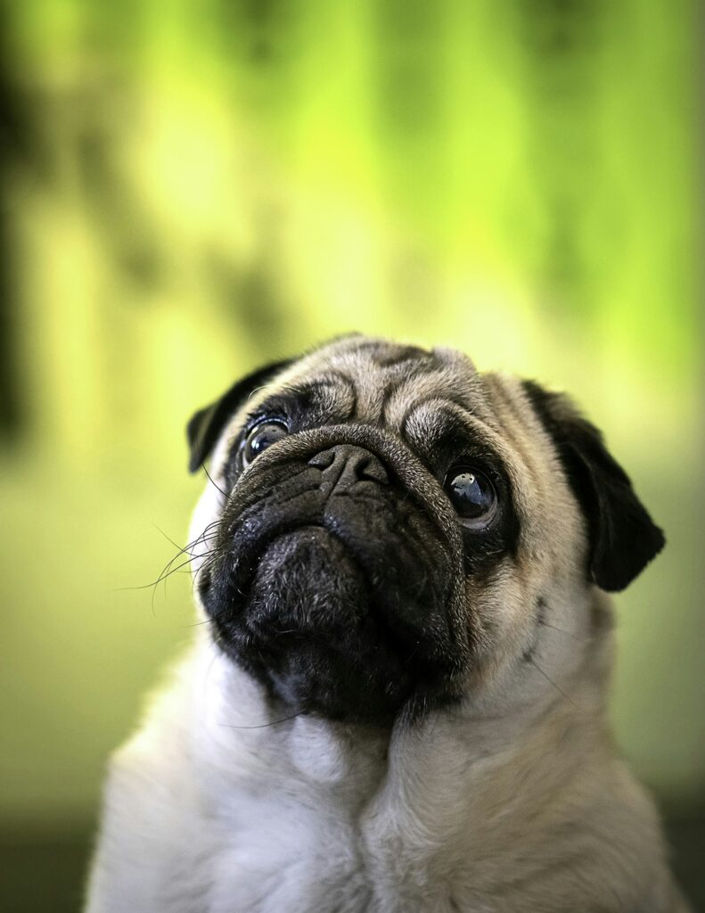 Mops