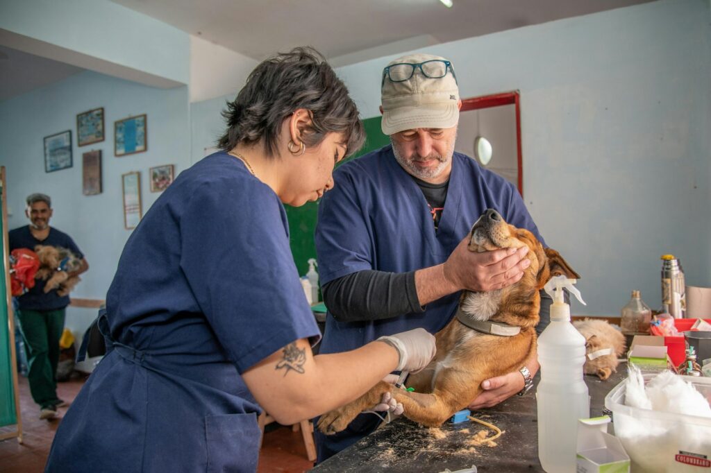 Veterinárka a veterinár vyšetrujú psa