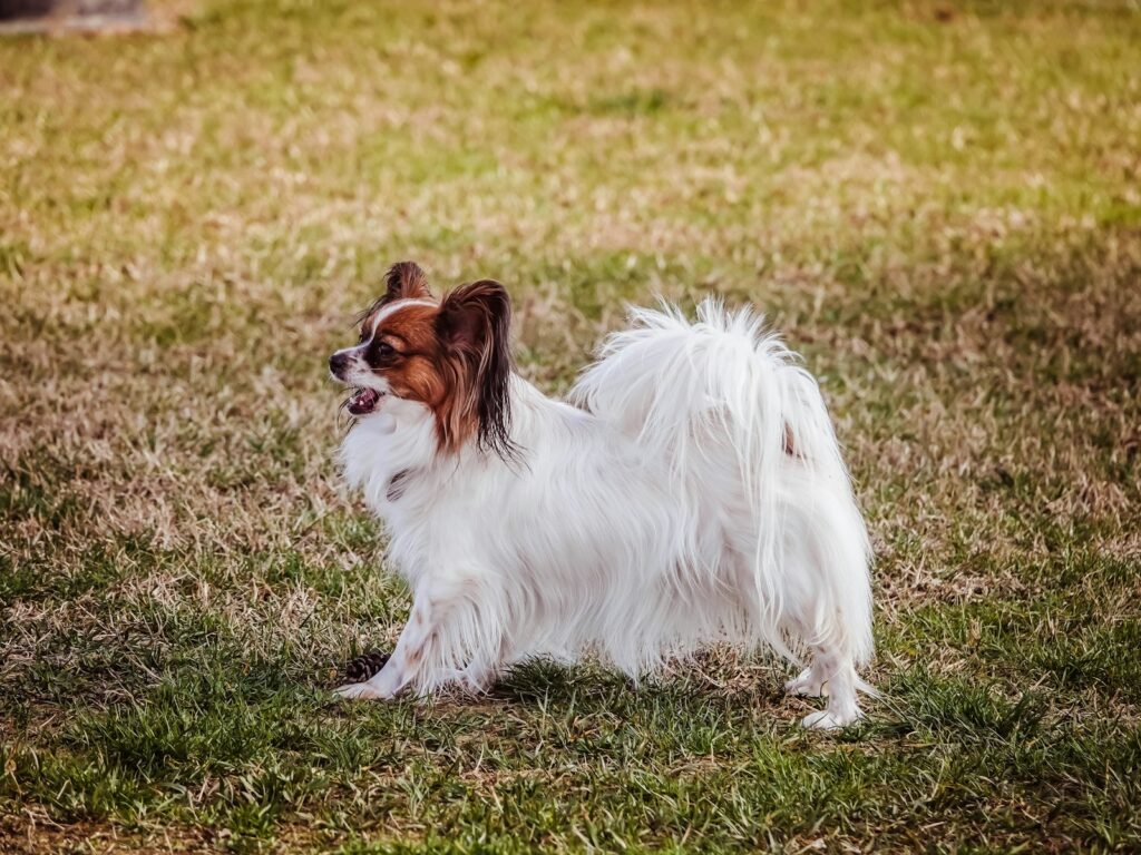 Papillon stojí na tráve