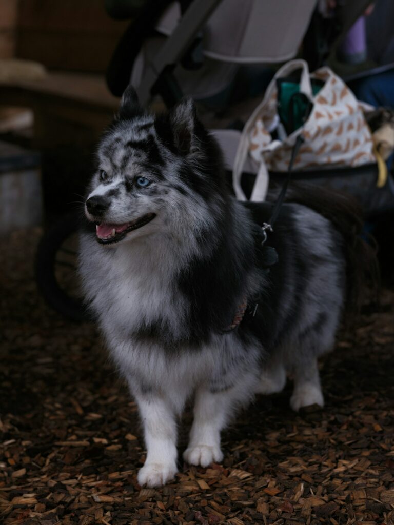 Pomsky