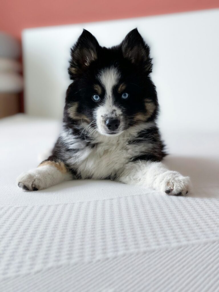 Mladý pomsky leží na posteli