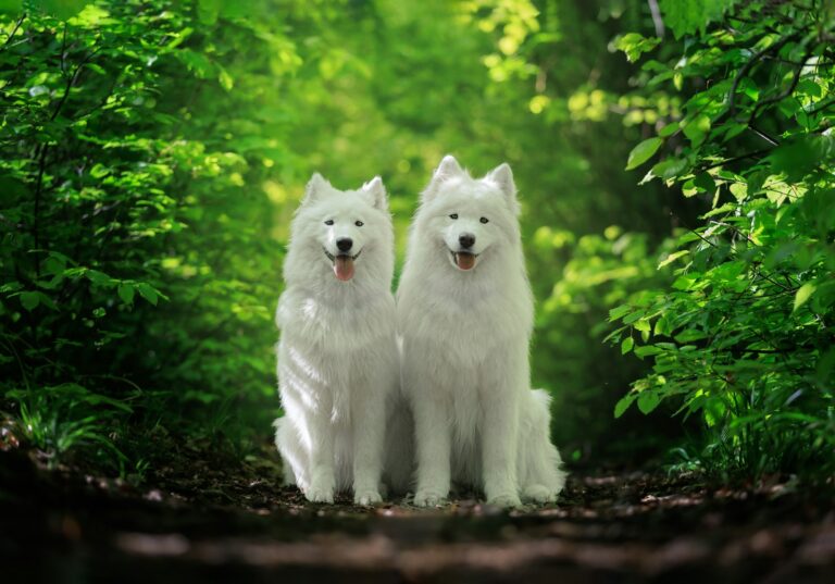 Samojed