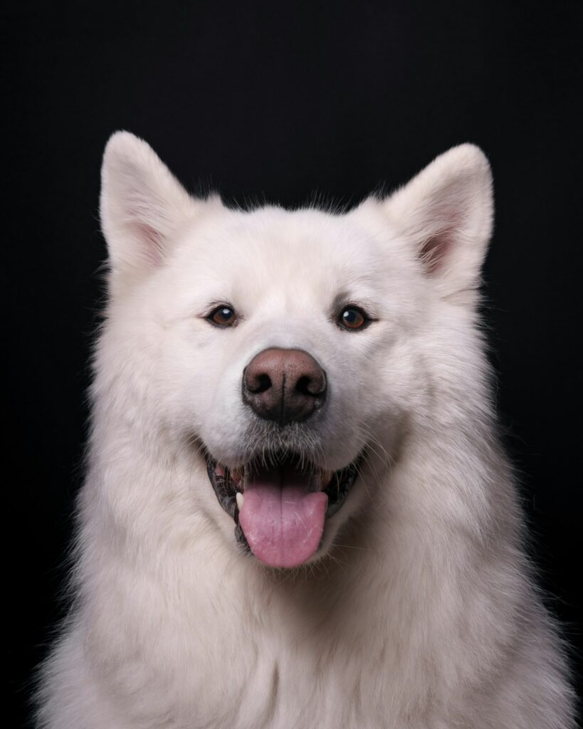 Samojed - portrét s typickým úsmevom
