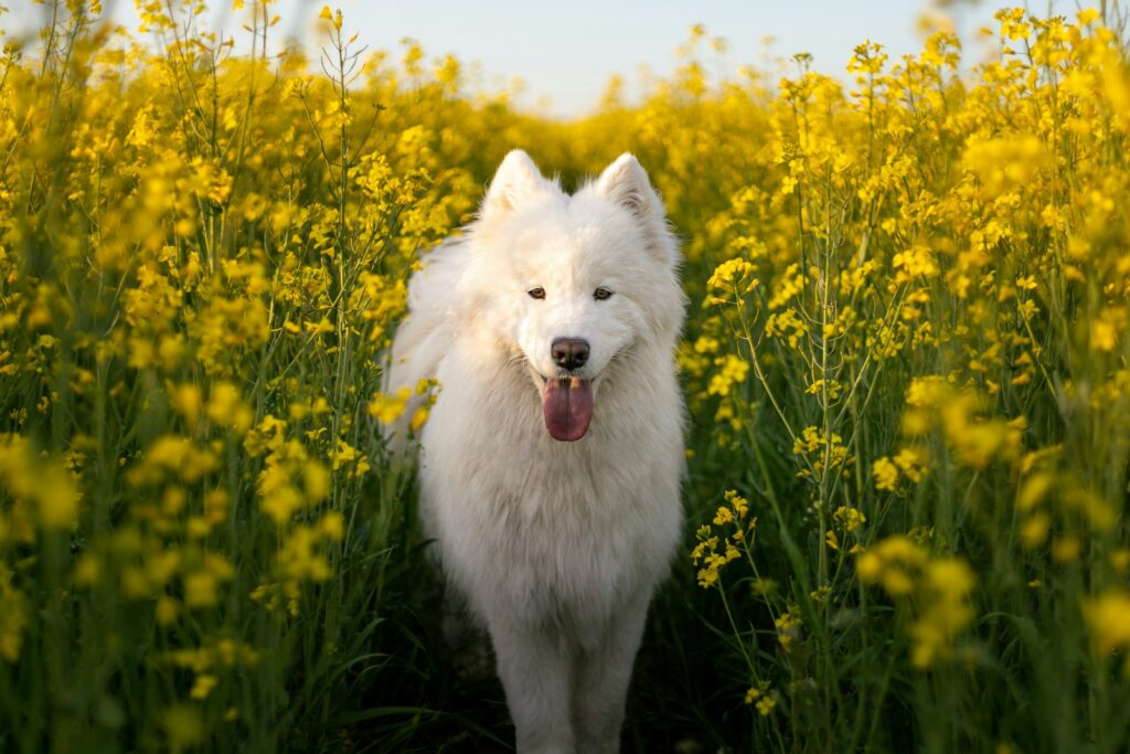 Samojed v rozkvitnutom poli