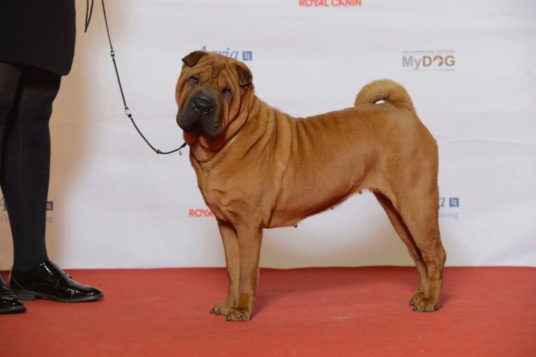 Shar pei (šarpej)