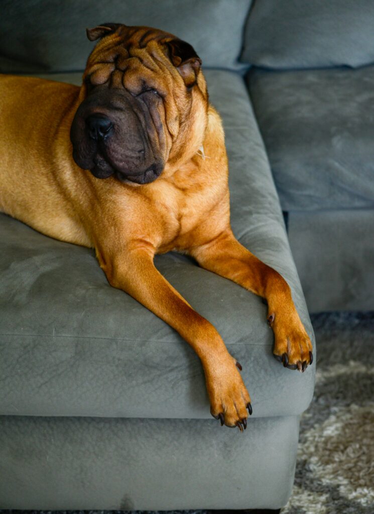 Shar pei leží na gauči