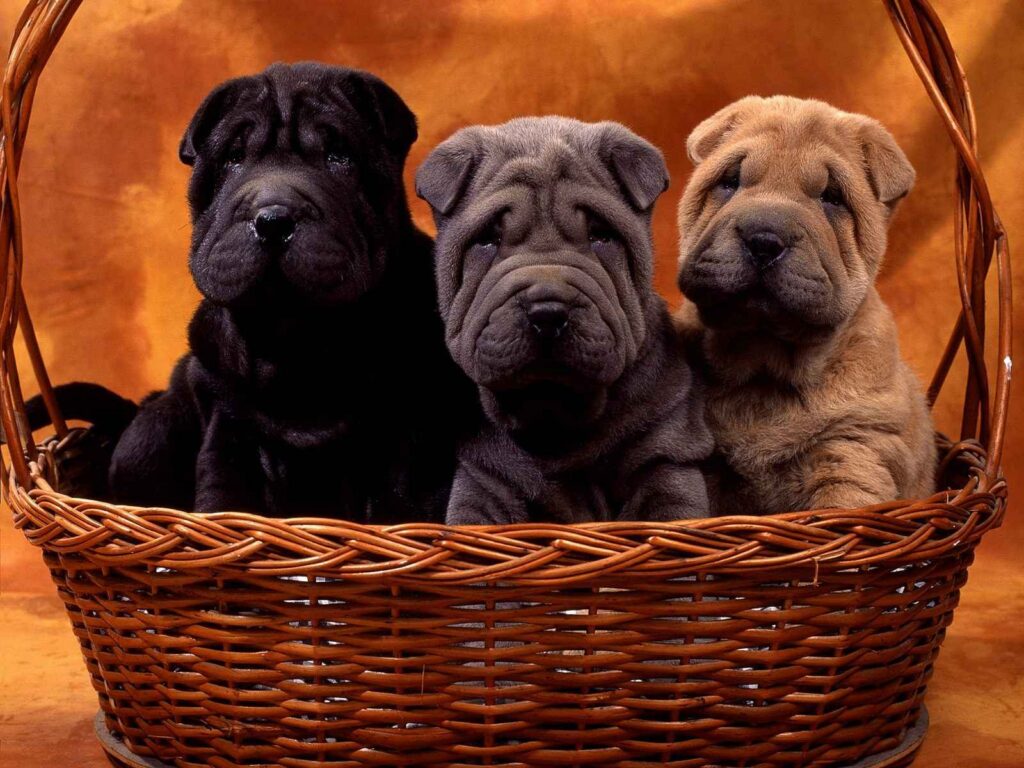 Šteniatka shar peia v košíku