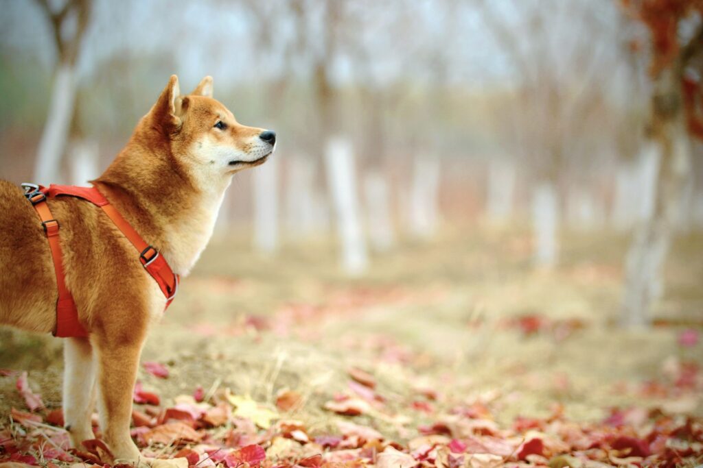 Shiba inu v jesennom parku