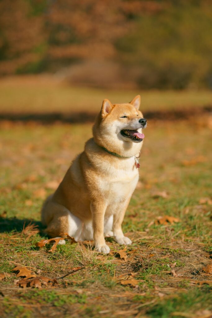 Shiba inu na lúke