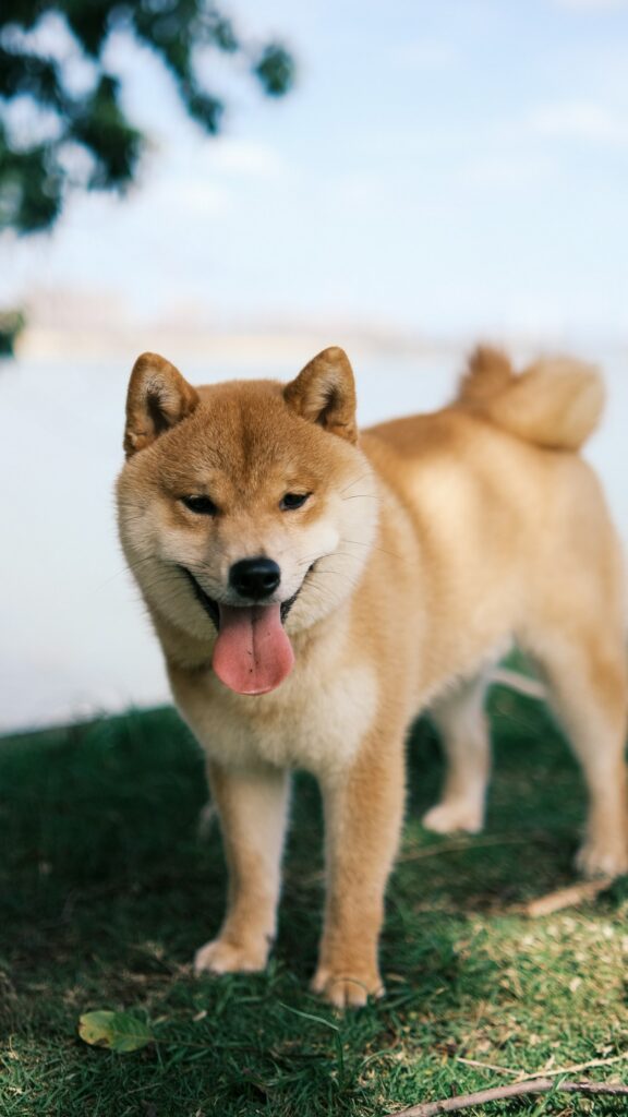 Shiba inu - portrét s typickým úsmevom
