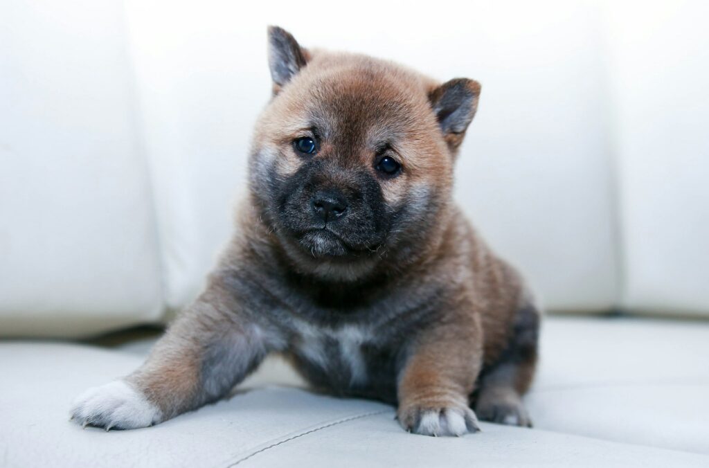 Šteniatko shiba inu