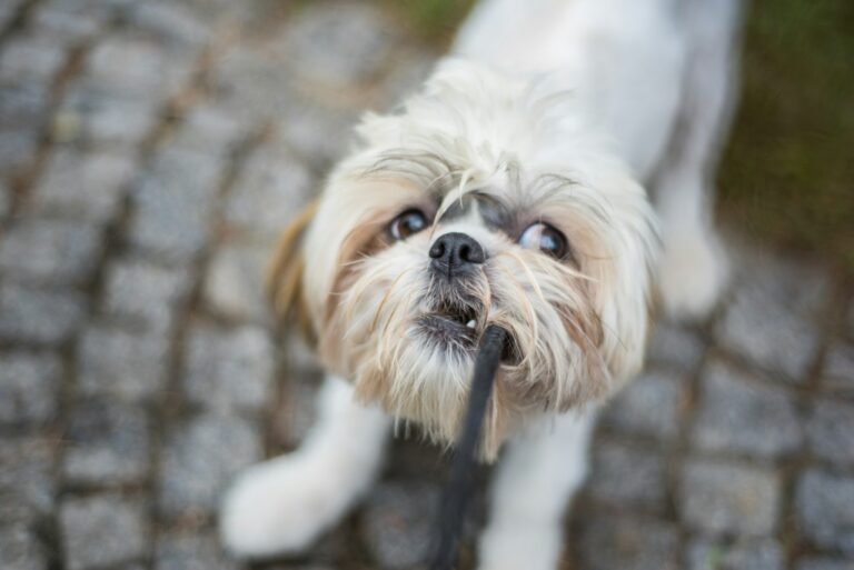 Shih tzu