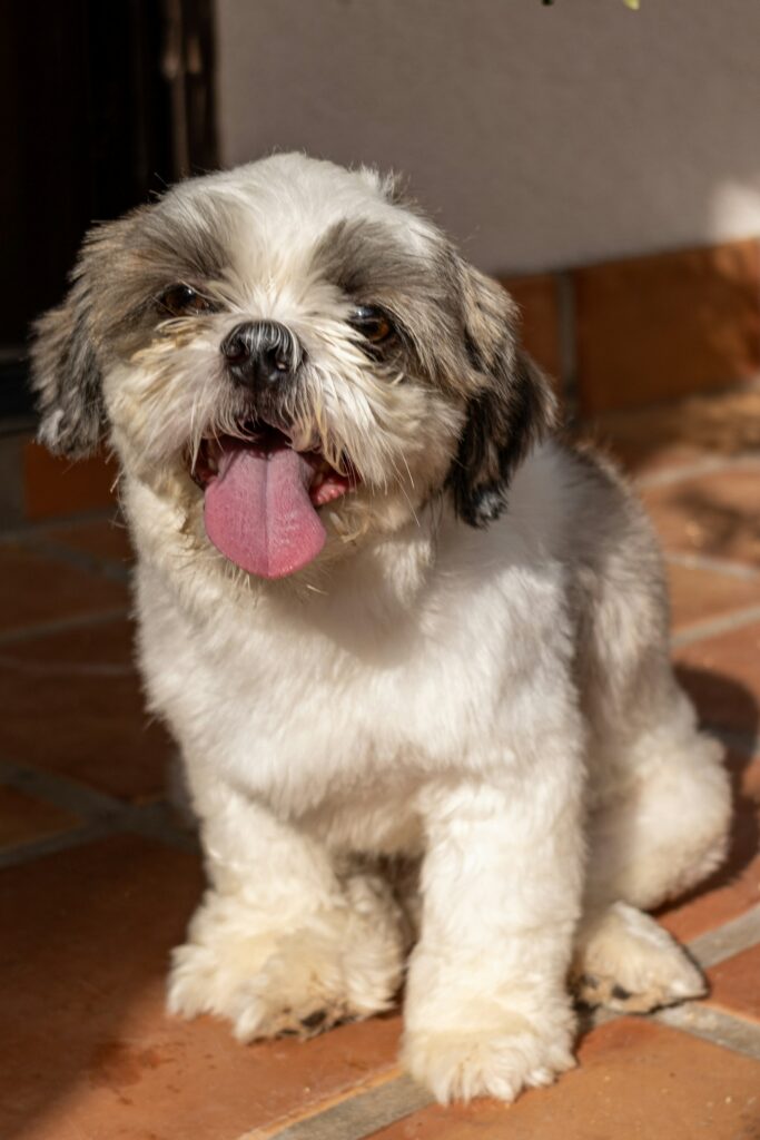 Shih tzu - portrét