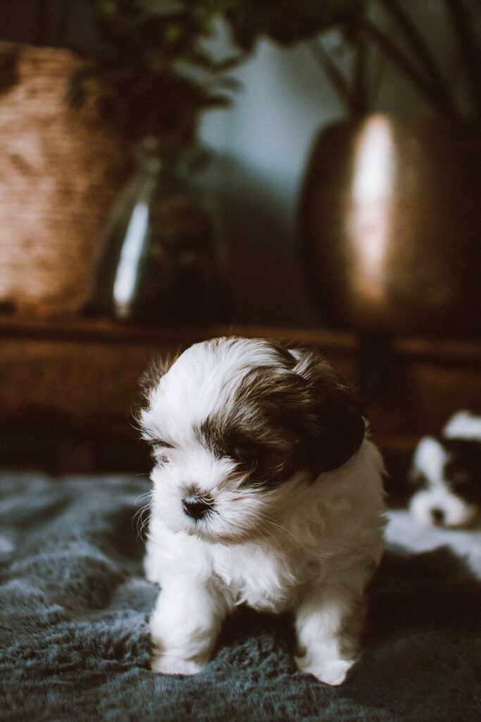 Šteniatko shih tzu