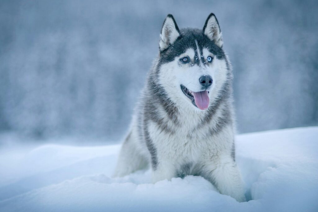 Sibírsky husky v snehu