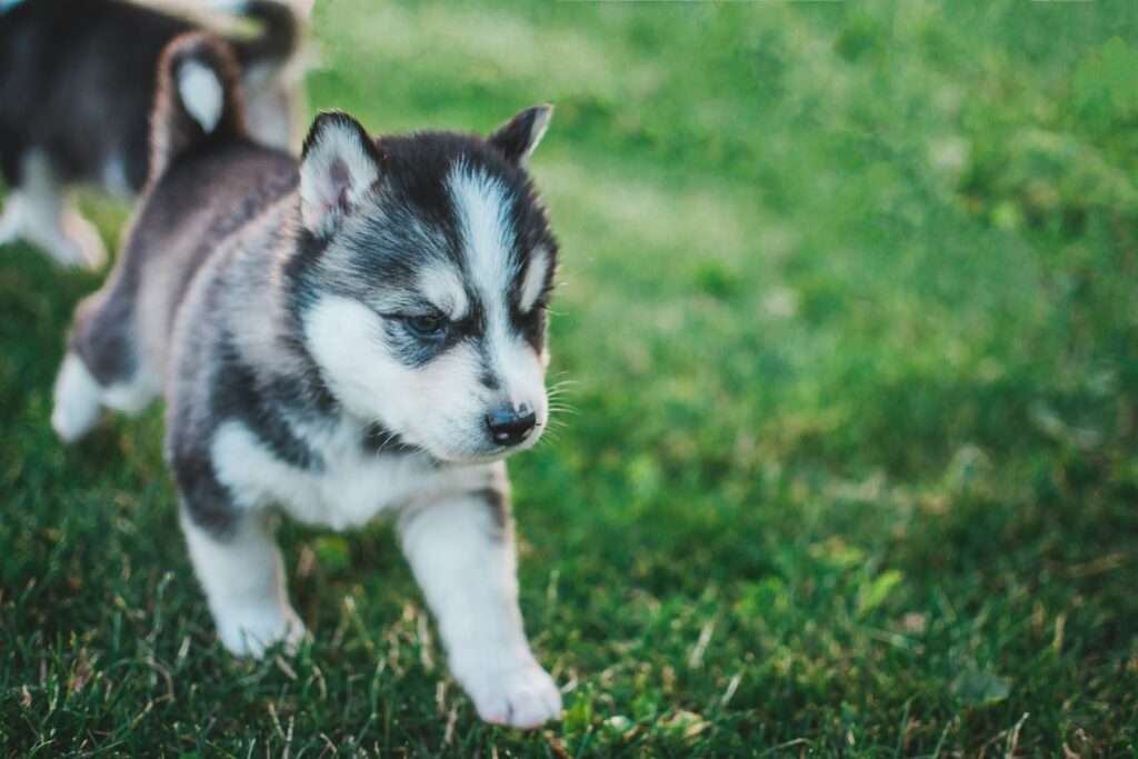 Šteniatko sibírskeho huskyho v tráve