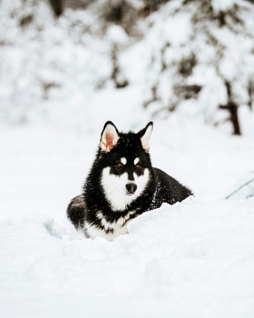 Mladý sibírsky husky v snehu