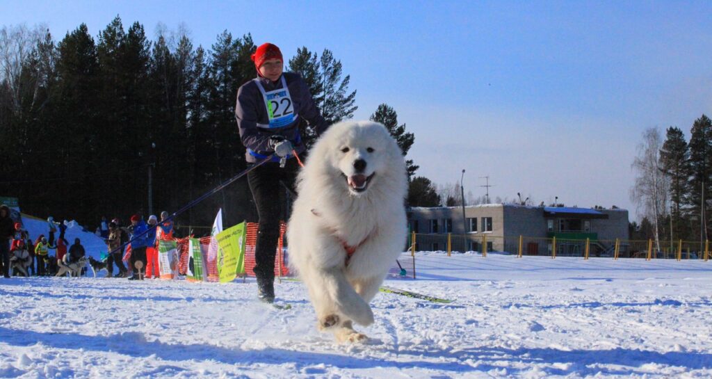 Samojed ťahá bežkára pri skijöringu