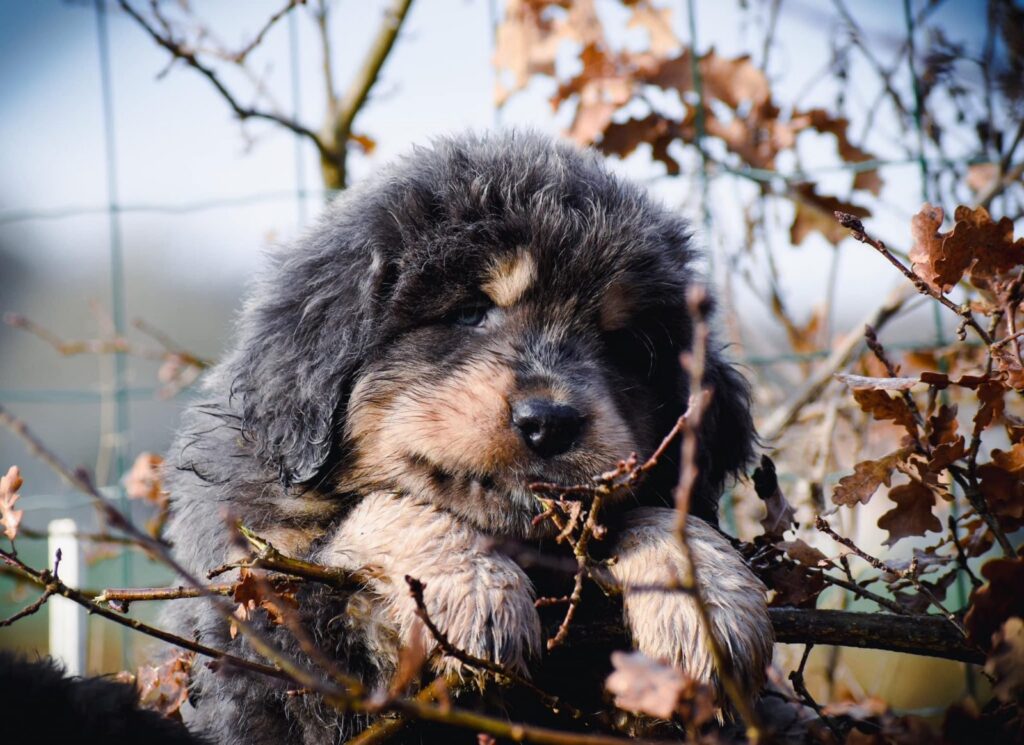 Šteniatko tibetskej dogy