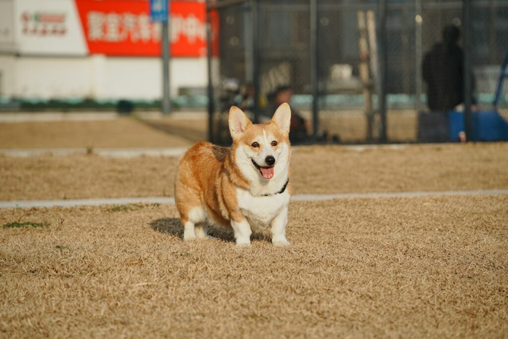Welsh corgi pembroke stojí vonku
