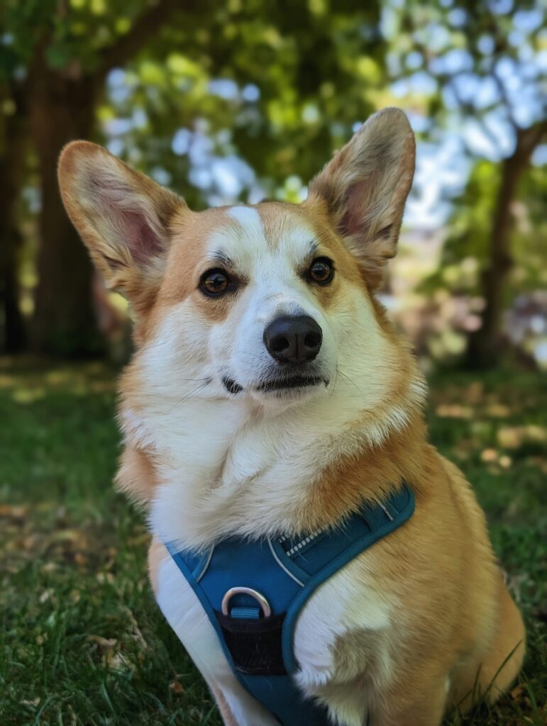Welsh corgi pembroke - portrét s veľkými ušami