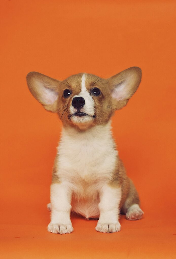 Šteniatko welsh corgi pembroke