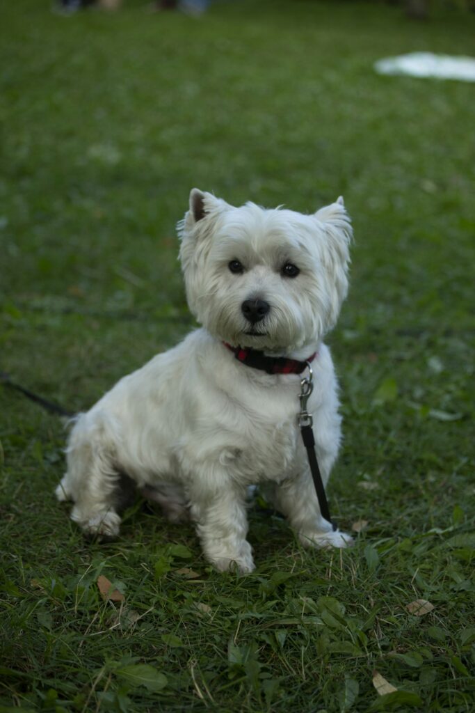 West highland white teriér (westík)