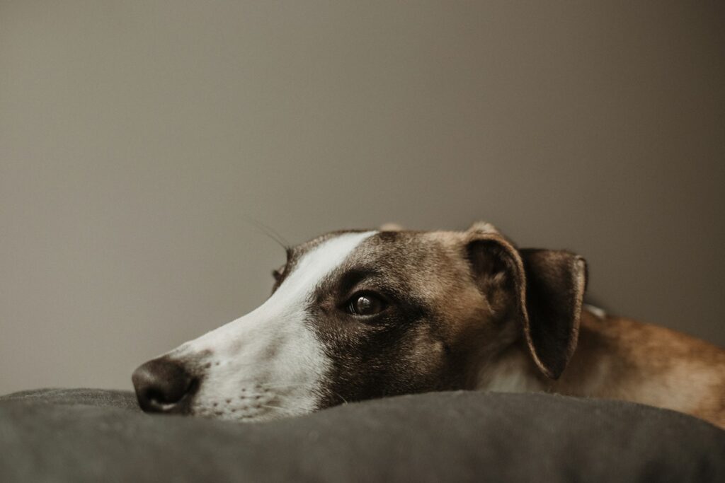 Whippet odpočíva