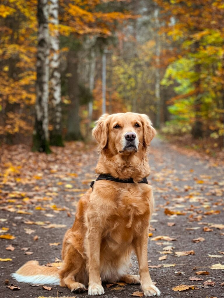 Zlatý retriever