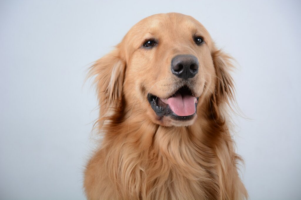 Zlatý retriever - portrét s usmiatou tvárou