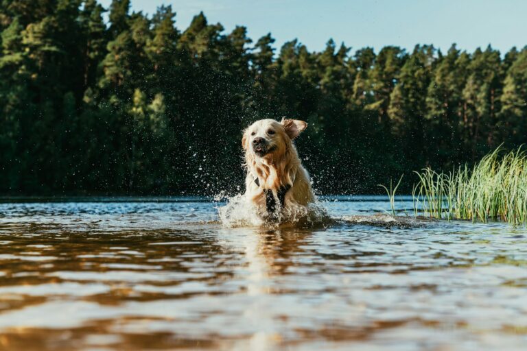 Zlatý retriever vo vode